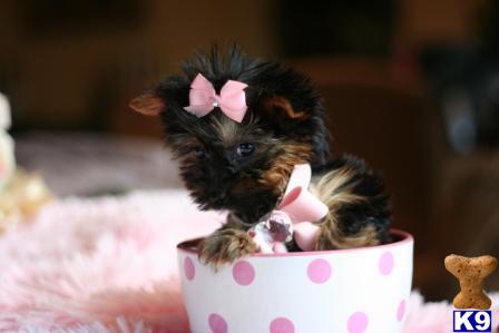 Puppies in West palm beach