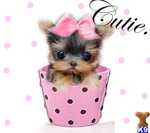 Puppies in West palm beach