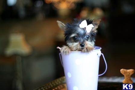 Puppies in West palm beach
