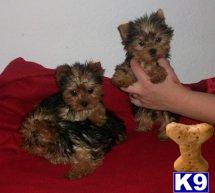 Puppies in West palm beach