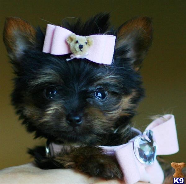 Puppies in West palm beach
