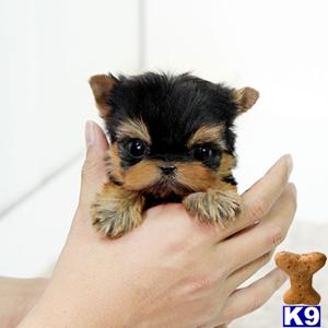 Puppies in West palm beach