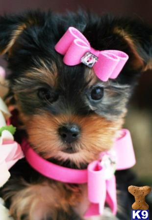 Puppies in West palm beach