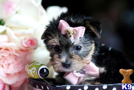 Puppies in West palm beach