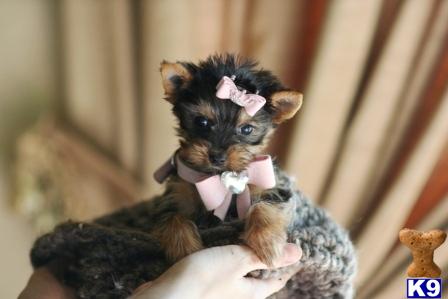 Puppies in West palm beach
