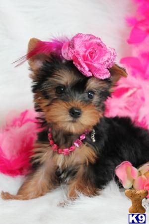 Puppies in West palm beach