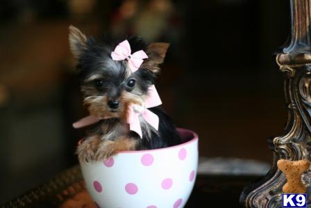 Puppies in West palm beach