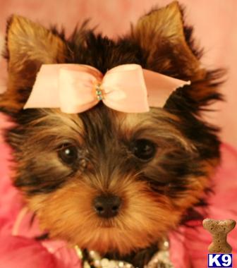Puppies in West palm beach