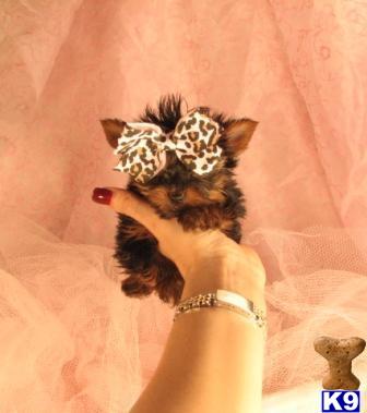 Puppies in West palm beach