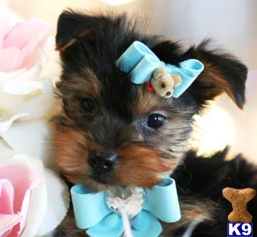 Hypoallergenic Dogs