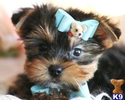 Hypoallergenic Dogs