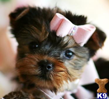 Hypoallergenic Dogs