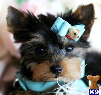 Hypoallergenic Dogs