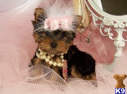 Hypoallergenic Dogs