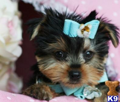 Hypoallergenic Dogs