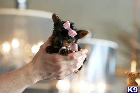 Yorkshire Terrier Puppies in FL