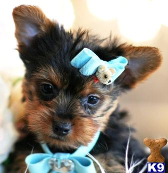 Yorkshire Terrier Puppies in FL