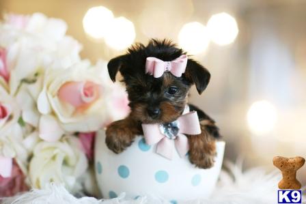 Yorkshire Terrier Puppies in FL