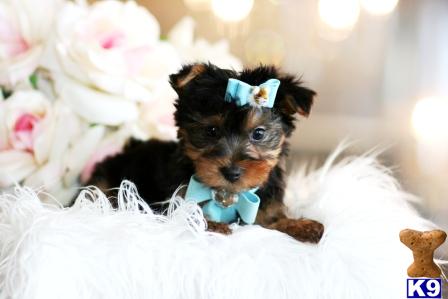 Yorkshire Terrier Puppies in FL