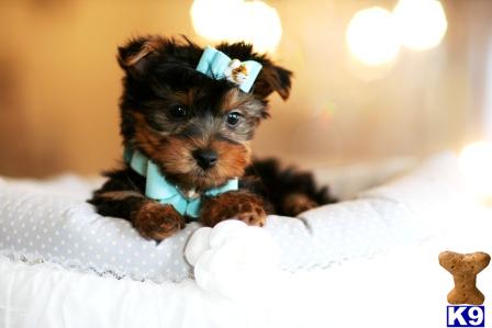 Yorkshire Terrier Puppies in FL