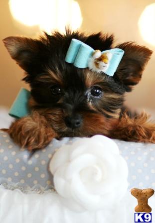 Yorkshire Terrier Puppies in FL