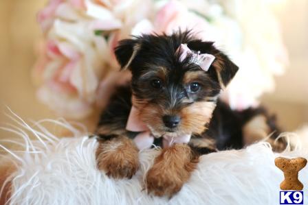 Yorkshire Terrier Puppies in FL