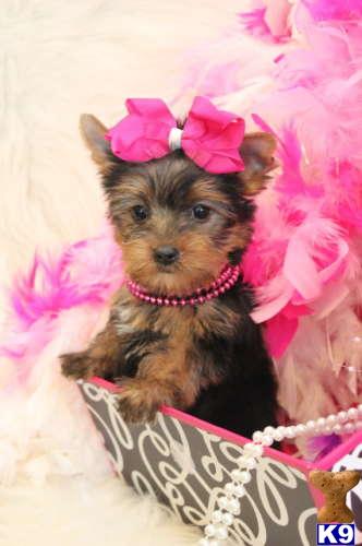Puppies in FL