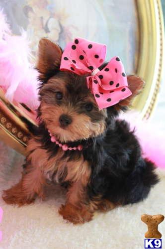 Puppies in FL