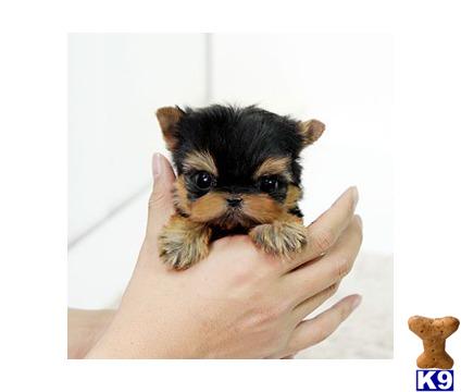 Puppies in FL