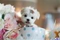 Maltese