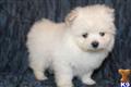 Maltese