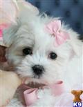 Maltese
