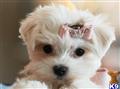 Maltese