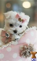 Maltese