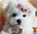 Maltese