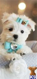 Maltese