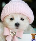 Maltese