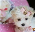 Maltese