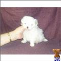 Maltese