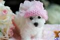 Maltese
