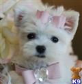 Maltese