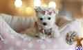 Maltese
