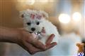 Maltese