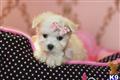 Maltese