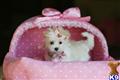 Maltese