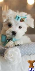 Maltese