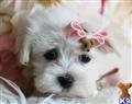 Maltese
