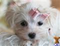 Maltese