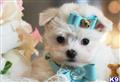 Maltese