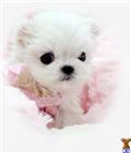 Maltese